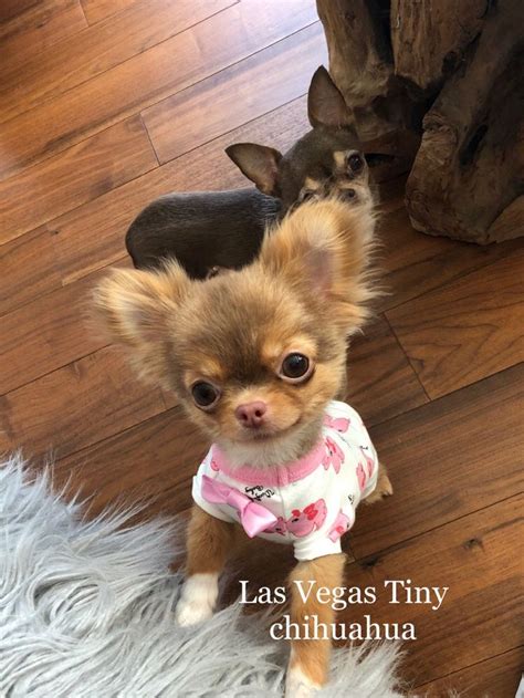 Low fees, and every pet is spayed/neutered, micro-chipped & vaccinated. . Craigslist las vegas puppies